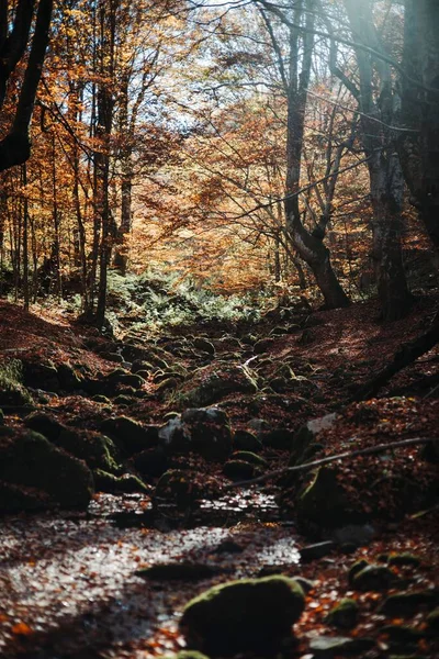 Bulgaristan Lesidren Kentindeki Bir Ormanın Dikey Görüntüsü — Stok fotoğraf