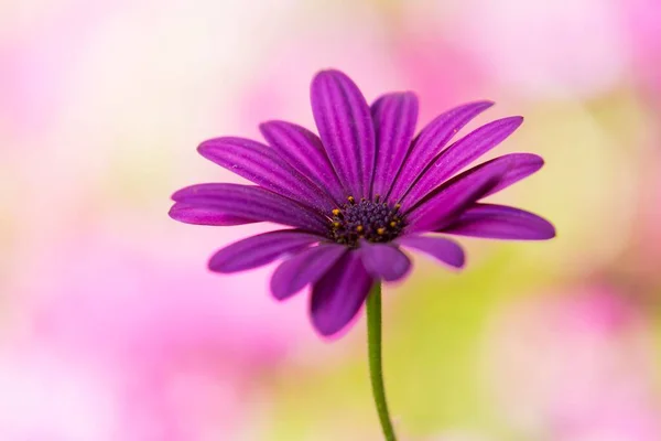 Selective Focus Shot Purple Daisy Flower — Stock Photo, Image