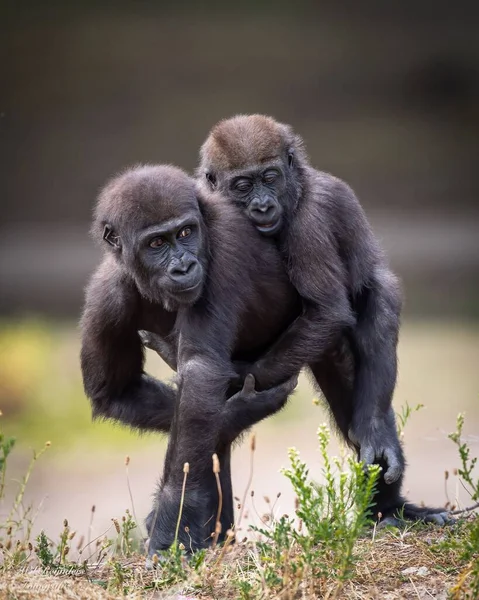 Los Gorilas Las Tierras Bajas Occidentales Juegan Entre — Foto de Stock