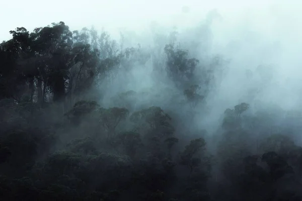 Туманный Лес Мрачный День Туманный Фон — стоковое фото