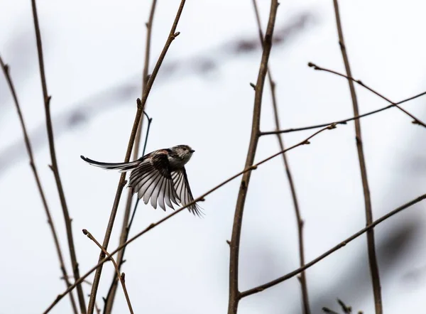 Closeup Long Tailed Tit Aegithalos Caudatus Flying Tree Branches Cloudy — стокове фото