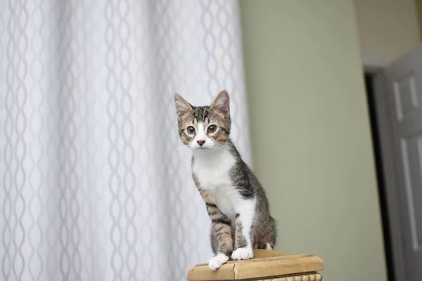 Cute Tabby Kitten Sitting Wooden Bed Rail Background White Curtain — Stock Photo, Image