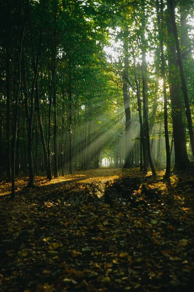 Tiro Vertical Sol Brilhando Através Árvores Uma Floresta — Fotografia de Stock