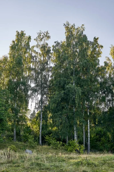 Açık Bir Gökyüzünün Altında Yüksek Yemyeşil Ağaçları Olan Yeşil Bir — Stok fotoğraf