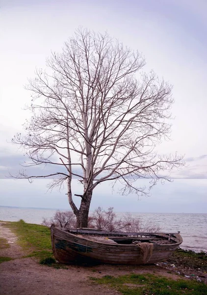 Yıpranmış Ağaçta Eski Bir Ahşap Teknenin Dikey Görüntüsü — Stok fotoğraf