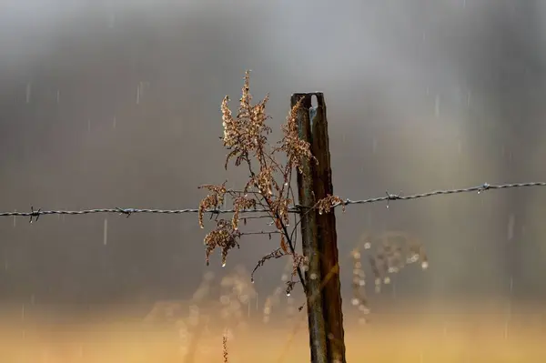 Dikenli Tel Örgü Arkasında Bitki Yağmur Var Gün Boyunca — Stok fotoğraf