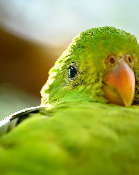 Закриття Зеленого Папуги Заповіднику Австралії — стокове фото