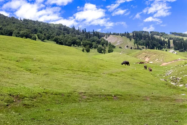 들에서 소들의 아름다운 — 스톡 사진