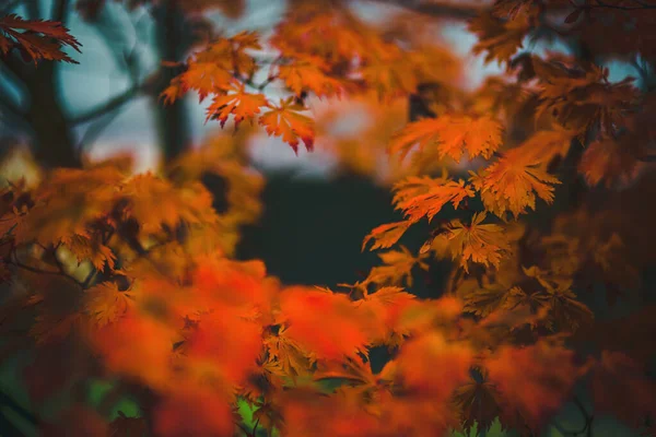 Een Prachtige Achtergrond Van Sinaasappelbladeren Het Herfstseizoen — Stockfoto