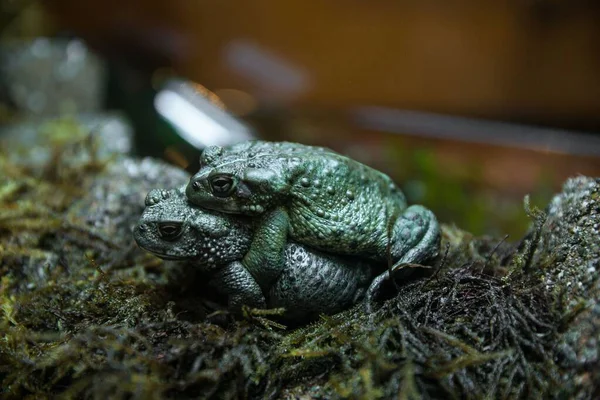 Selective Shot Frog Pair Reproduction Process — Stock Photo, Image