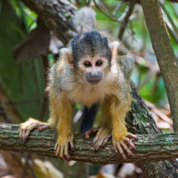 Roztomilá Středoamerická Veverka Opice Větvi Stromu — Stock fotografie