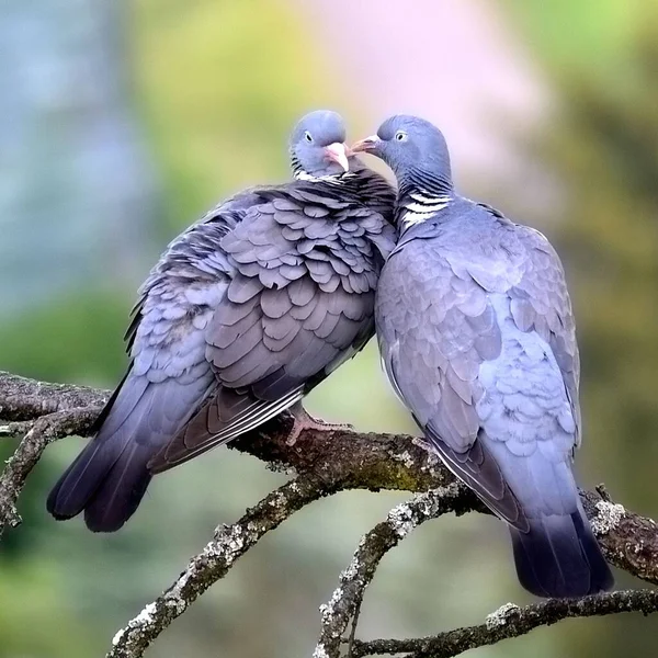 Closeup Pigeons Perching Tree Branch — Stock Photo, Image