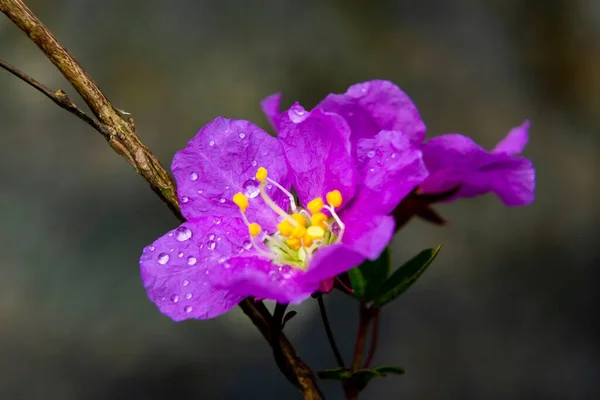 A shallow focus of a purple Pride of India (Lagerstroemia speciosa) in the garden with blur background