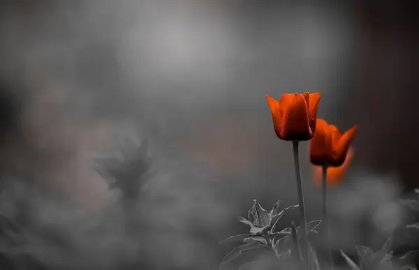 Селективный Цветной Кадр Тюльпанов Цветущих Саду — стоковое фото