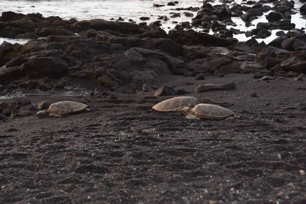 Вид Черепаху Песчаном Пляже — стоковое фото