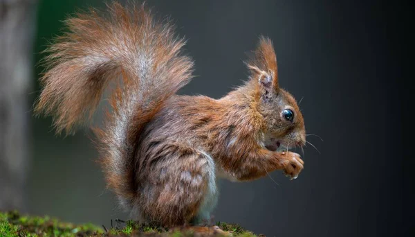 Ein Schöner Blick Auf Ein Braunes Eichhörnchen Das Walnüsse Wald — Stockfoto
