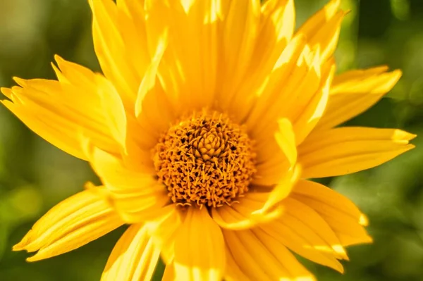 Μια Ρηχή Εστίαση Του False Ηλίανθου Λουλούδι Στον Κήπο Θολή — Φωτογραφία Αρχείου