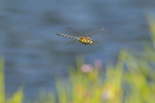 Closeup Migrant Hawker Dragonfly Flying Field Sunny Day — Stock Photo, Image