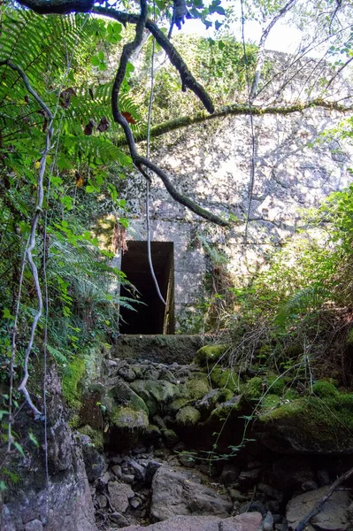 Een Oude Tunnel Een Dichte Jungle — Stockfoto