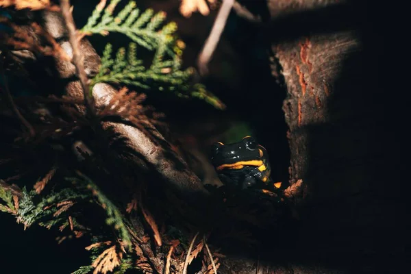 Чёрно Жёлтая Огненная Саламандра Подглядывает Деревьями Тёмном Лесу — стоковое фото