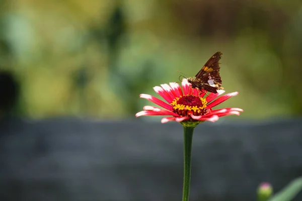 Μια Πεταλούδα Poanes Viator Σκαρφαλωμένη Λουλούδι Απομονωμένο Θολή Φόντο — Φωτογραφία Αρχείου