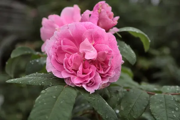 Nahaufnahme Einer Rosa Rose Einem Garten — Stockfoto