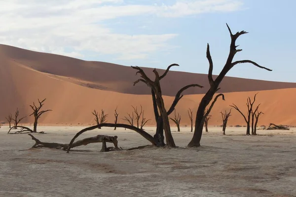Een Tafereel Van Kale Bomen Met Achtergrond Van Woestijn Overdag — Stockfoto