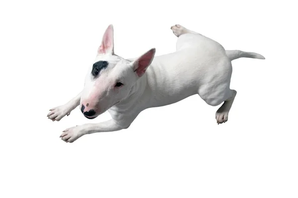 Een Witte Bullterrier Voor Een Witte Studio Achtergrond — Stockfoto