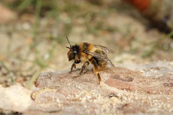 Вилочковая Цветочная Пчела Anthophora Furcata Скале — стоковое фото