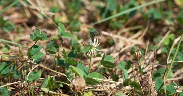 Stříbřitě Skvrnitý Kapitán Epargyreus Clarus Motýl Který Odpočívá Květině Trifolium — Stock fotografie