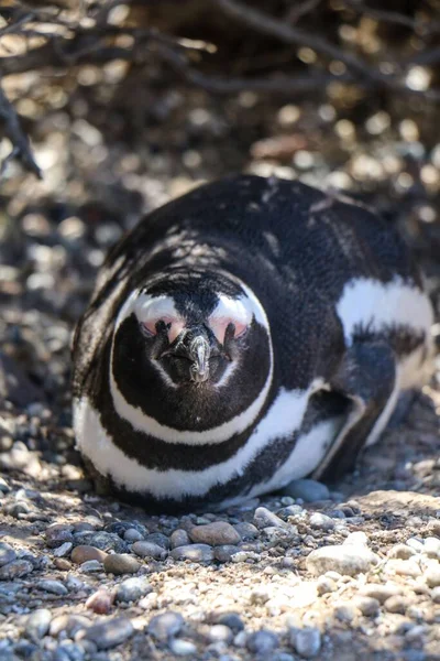 Disparo Vertical Adorable Pingüino Africano Tendido Suelo Arenoso —  Fotos de Stock