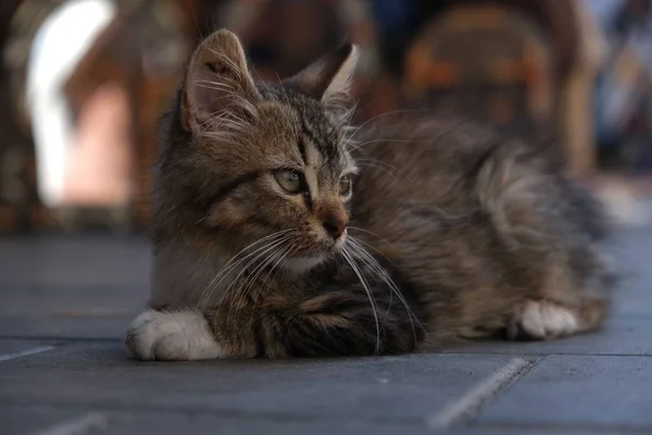 Wildkatzen Sind Überall Marrakesch Marr — Stockfoto