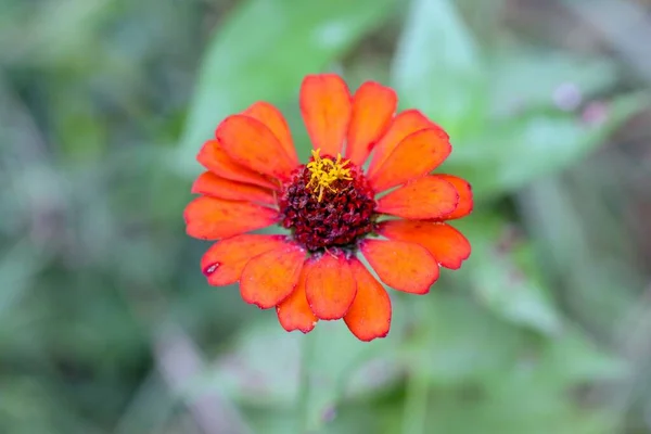 Egy Közeli Felvétel Egy Fényes Narancssárga Közönséges Zinnia Virágról Elszigetelt — Stock Fotó