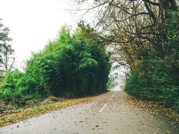Ένας Ασφαλτοστρωμένος Δρόμος Που Περιβάλλεται Από Δέντρα Και Καλύπτεται Φύλλα — Φωτογραφία Αρχείου
