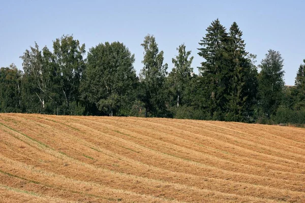 Terreno Piantagione Con Alberi Verdi Sullo Sfondo Sotto Cielo Blu — Foto Stock