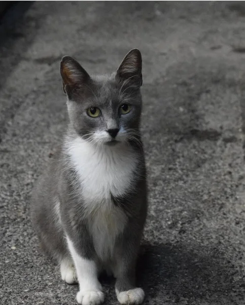地上の灰色の猫の選択 — ストック写真