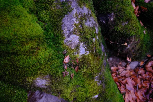 Ormandaki Büyük Ağaç Gövdesini Kaplayan Yeşil Yosunların Yakın Plan Fotoğrafı — Stok fotoğraf