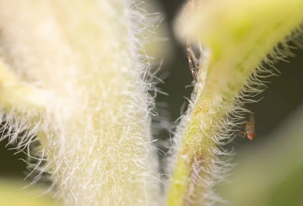 抓住植物茎的苍蝇的宏观镜头 — 图库照片