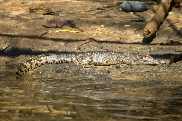 Éclosion Crocodiles Eau Salée Sur Rivière Daintree Dans Nord Tropical — Photo