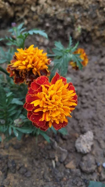 Zbliżenie Zdjęcie Żółtego Czerwonego Kwiatu Tagetes Erecta Miękkim Rozmytym Tle — Zdjęcie stockowe