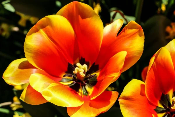 Eine Nahaufnahme Einer Blühenden Leuchtend Orangen Mohnblume — Stockfoto