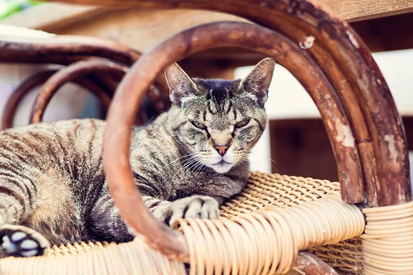 かわいいタビー猫のクローズアップショットがウィッカーチェアに眠っています — ストック写真