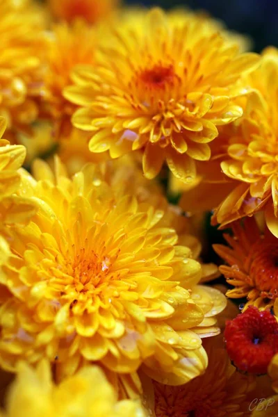 Vertical Shot Pretty Yellow Chrysanthemum Mums Blossoms — Stock Photo, Image