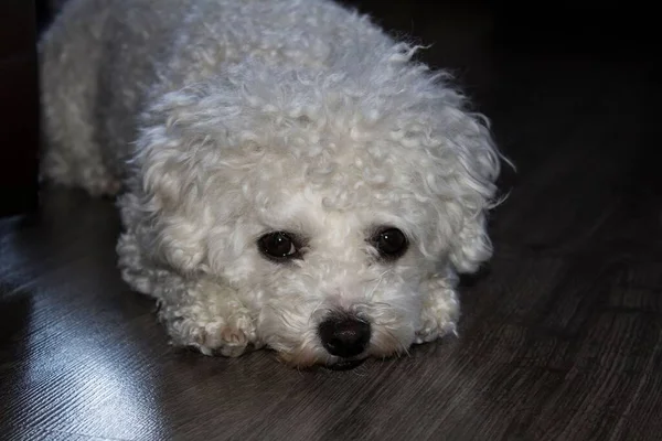 床に横たわるふわふわのかわいい白い犬のクローズアップ — ストック写真