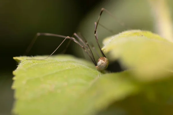 Makro Záběr Sklepního Pavouka Zeleném Listu — Stock fotografie