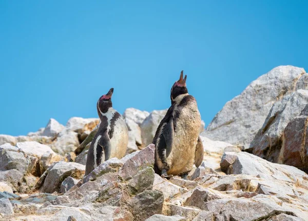 Närbild Humboldt Penguins Klippor Ballestasöarna Peru — Stockfoto