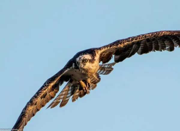 Una Vista Fascinante Águila Vuelo — Foto de Stock