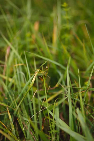Beautiful Closeup Mantis Grass — Stock Photo, Image
