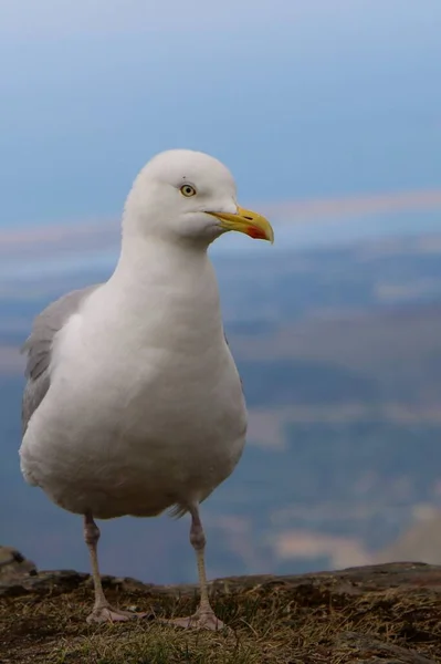 Beautiful View Large White Headed Gull — Stock Photo, Image