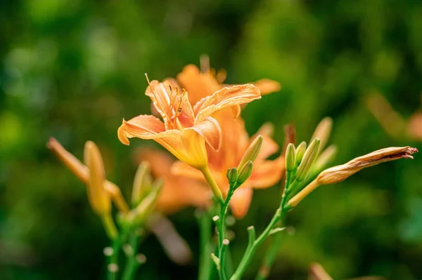 Tiro Foco Seletivo Flores Lírio Laranja Jardim Fundo Verde Borrão — Fotografia de Stock